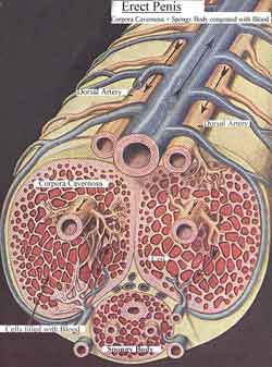 penis diagram